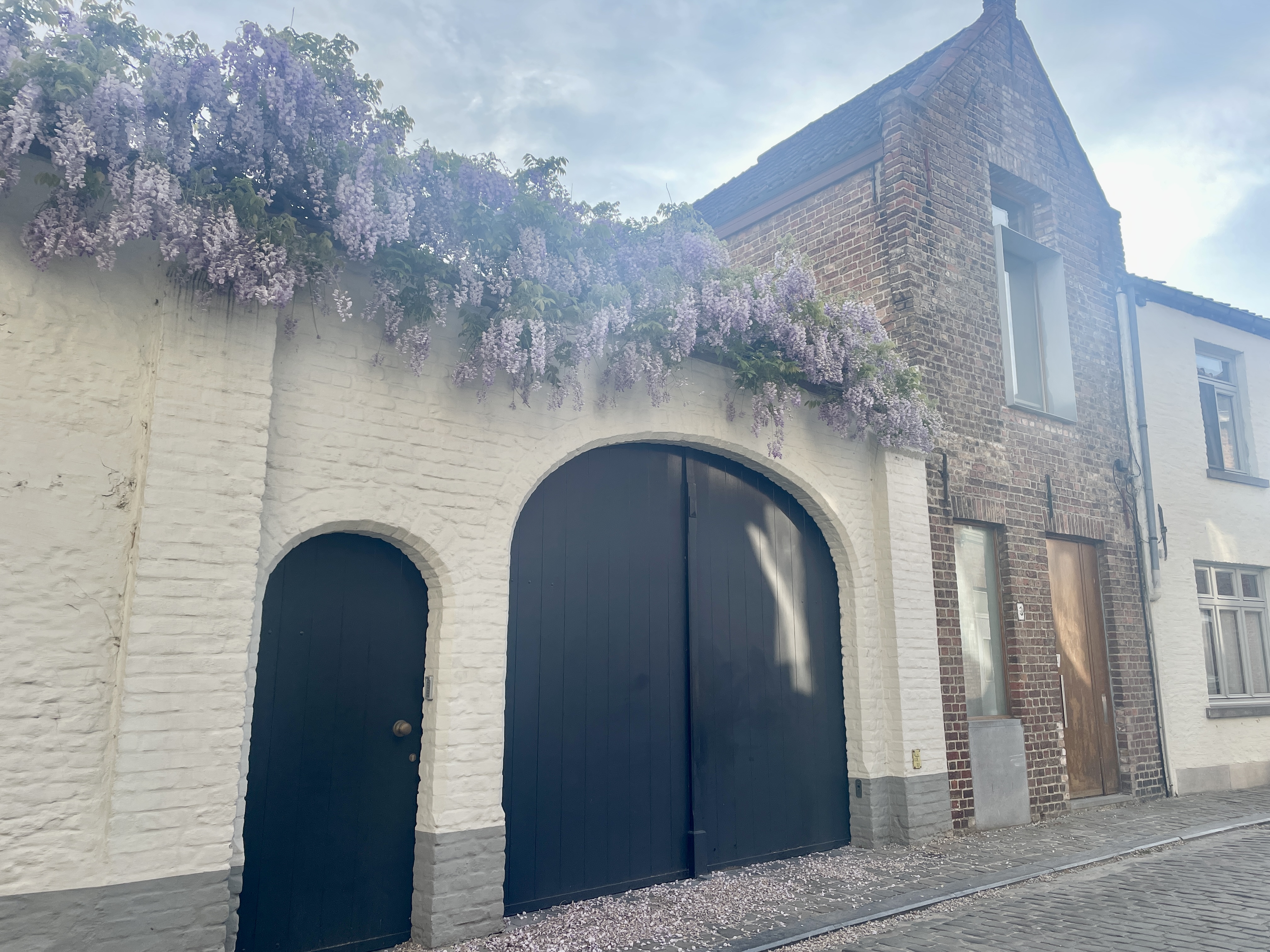 Wisteria in bloom